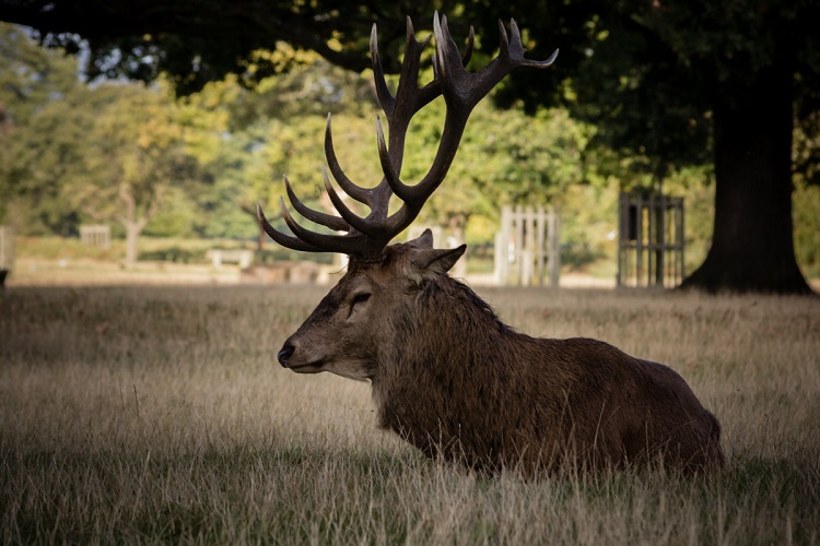 female reindeer have antlers