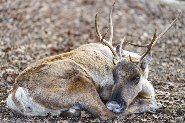 Reindeer