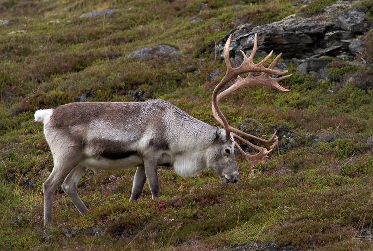 female caribou