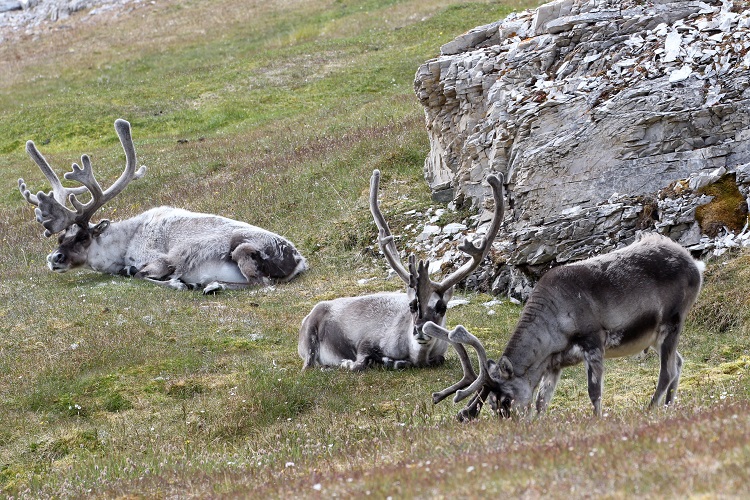 do female deer have antlers