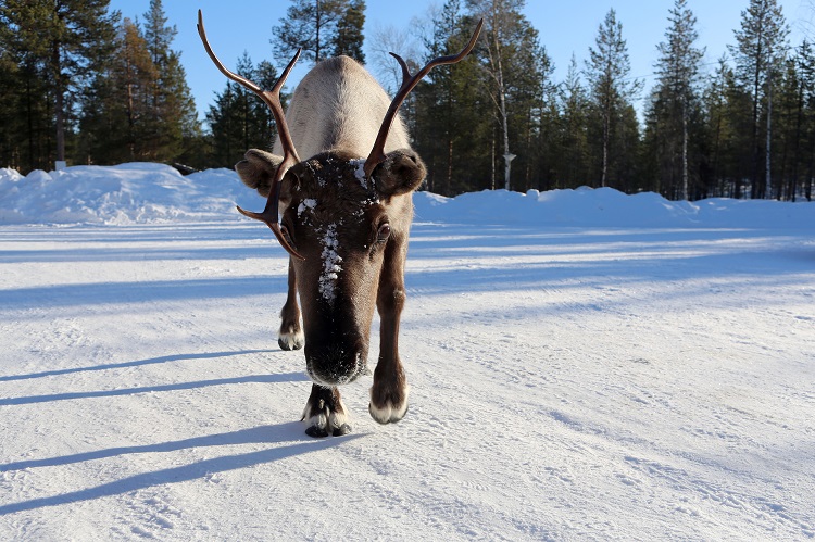 how long do reindeer live