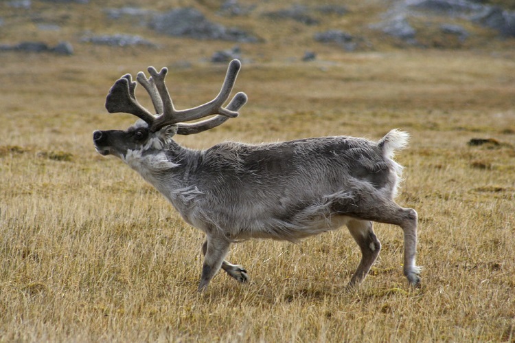 are caribou and reindeer the same thing