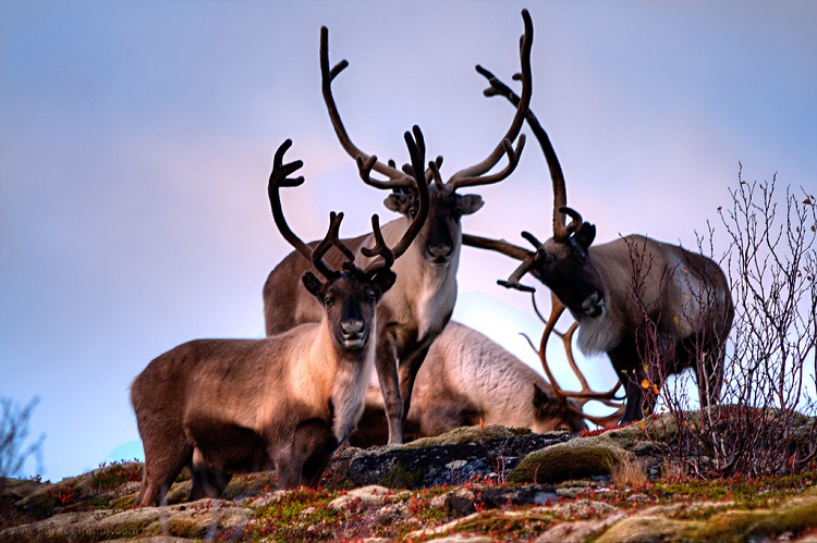 do female deers have antlers