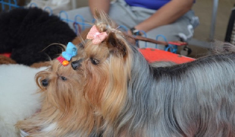 silky terrier breed