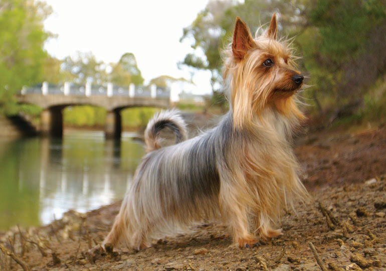 Silky store terrier weight