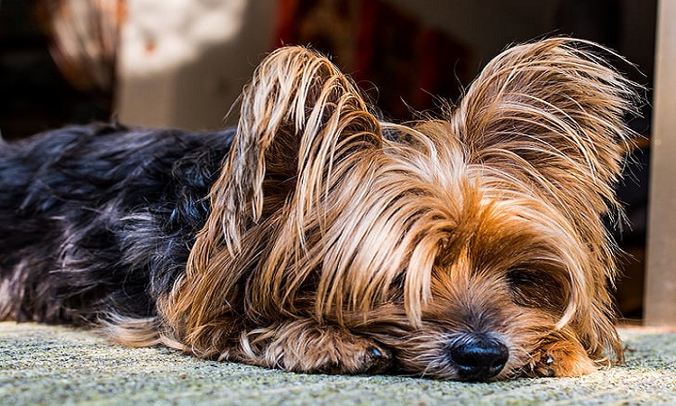 how much should you feed a silky terrier