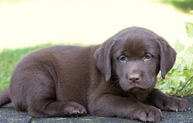 silver labradors