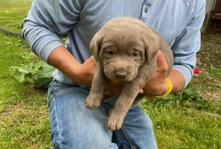 silver lab puppy