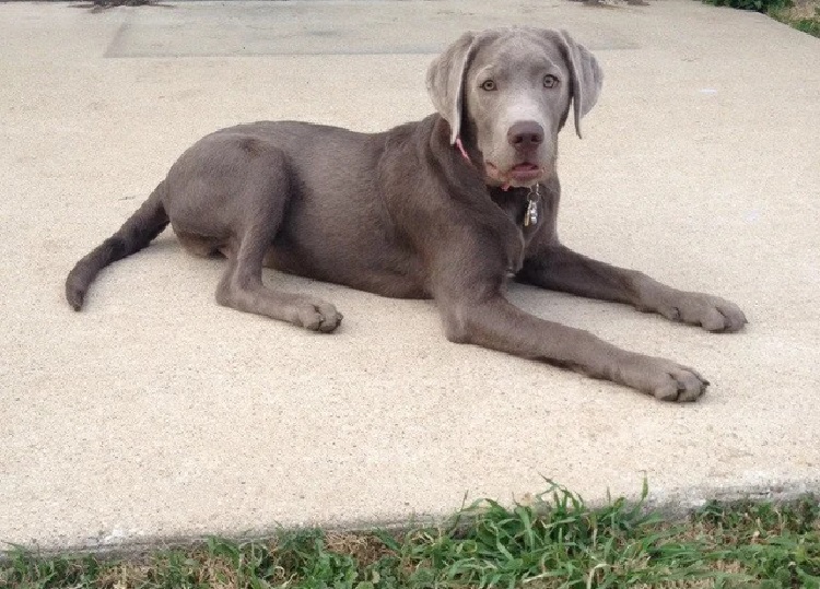 Silver coat hot sale labrador