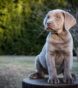 silver lab adults