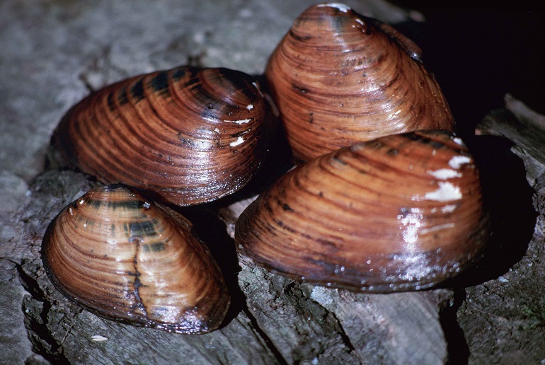 What Are the Three Layers of a Clam Shell?