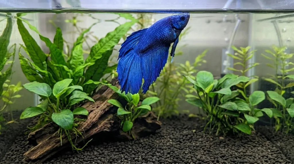 Swim Bladder or Bloat (Bacterial)