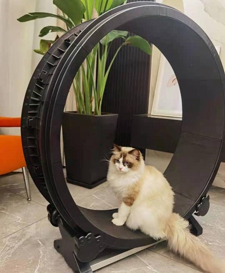 Best Cat Exercise Wheel Creative And Fun Fitness Options