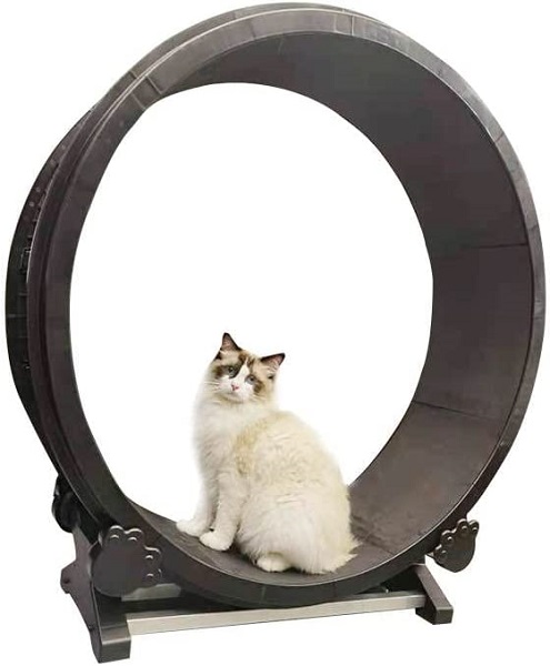 Best Cat Exercise Wheel Creative And Fun Fitness Options