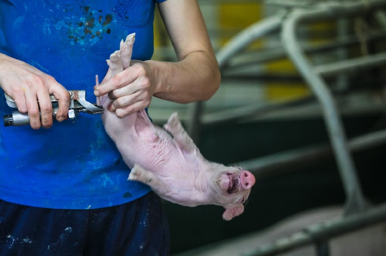 animal cruelty factory farming