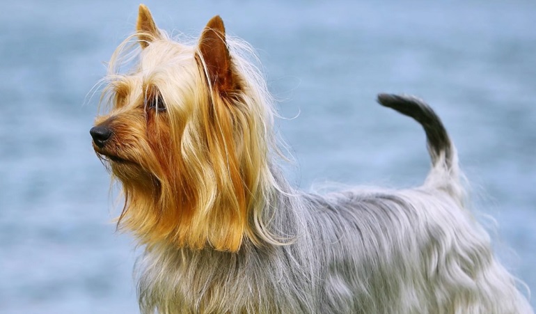 Bladder Cancer Silky Terrier ♂ Silky 11 years old