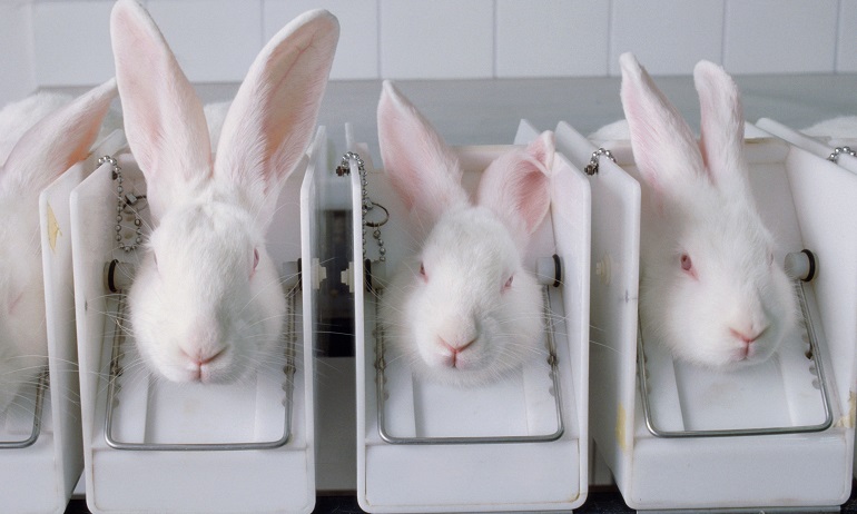 what is animal testing makeup