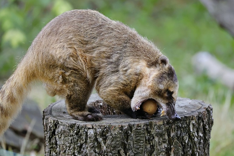 mountain coati
