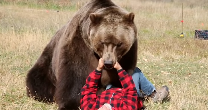 Bear Attacks (U.S. National Park Service)