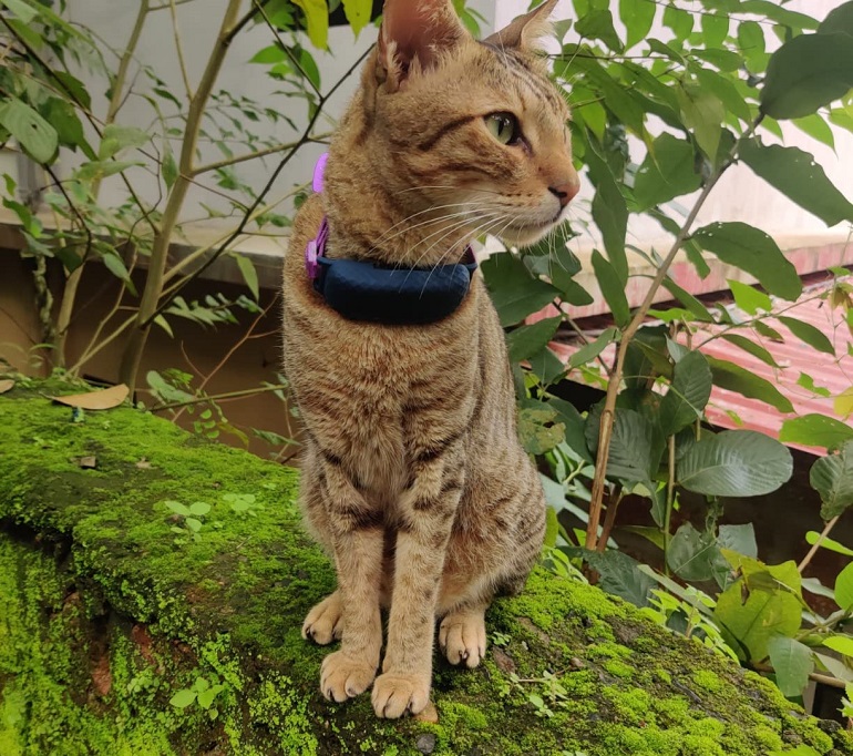 Invisible electric shop fence for cats