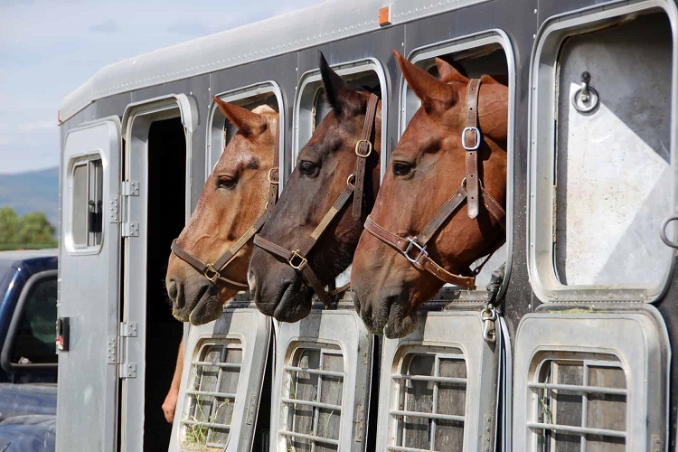 Horse Slaughter Transportation