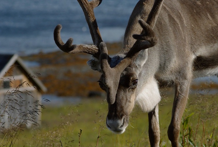 difference between caribou and reindeer