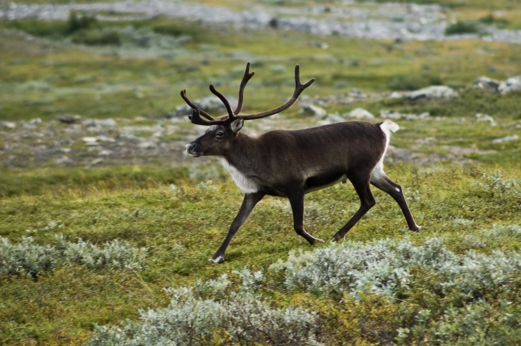 are caribou and reindeer the same