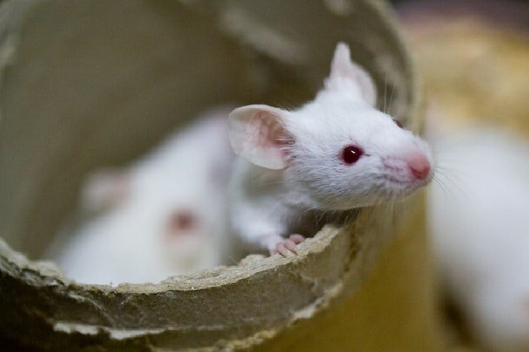 is animal testing illegal