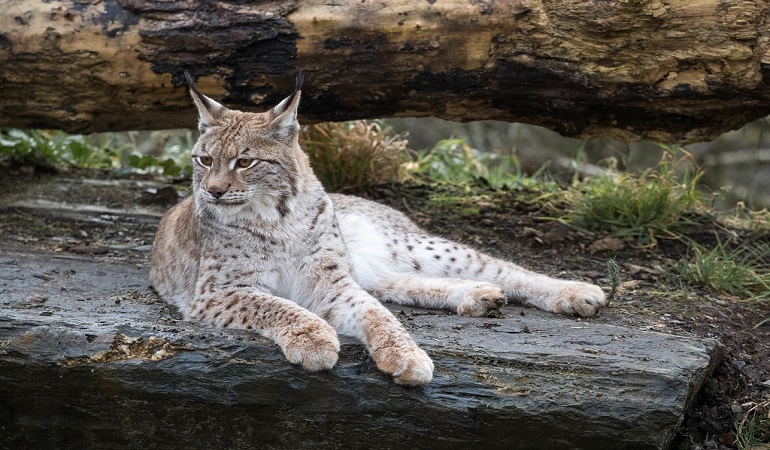 The Canadian Lynx is medium sized cat (family Felidae) that lives in Canada  and the Northern USA (including Alaska). They have long legs and large  broad paws that are covered in fur.