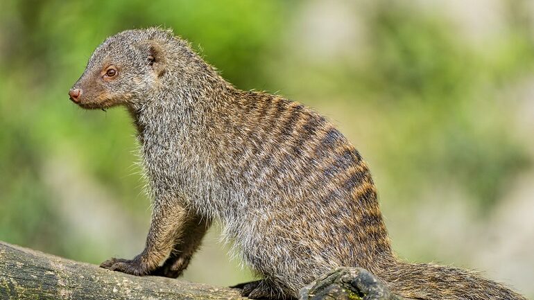 what's a mongoose
