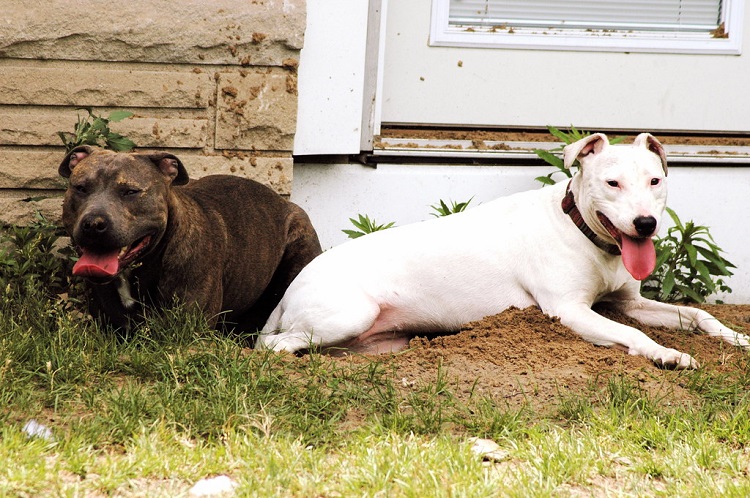 Breed-specific legislation - Wikipedia