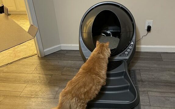 best litter box for cats
