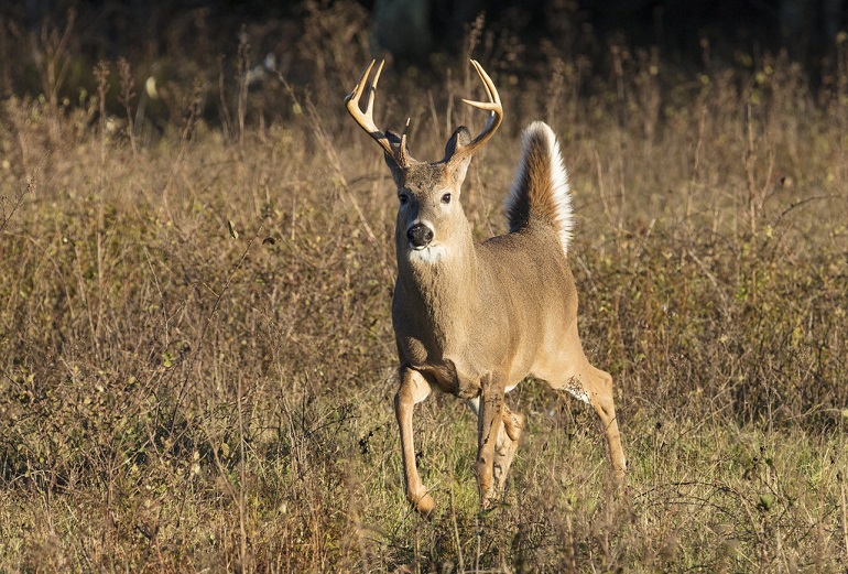 albino deer just fun facts 