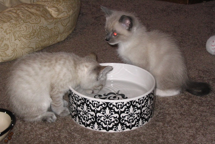 cat food in a bowl