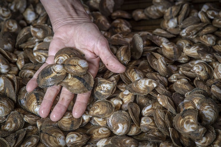 What Are the Three Layers of a Clam Shell?