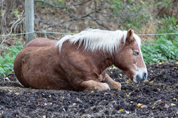 horse crulety