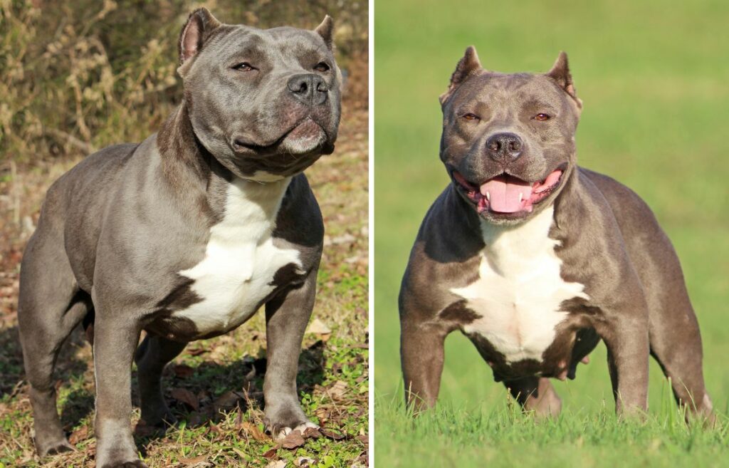 American Bully Dog Breed Facts & Information