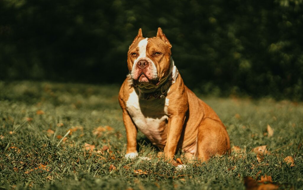 American bully best sale shedding so much