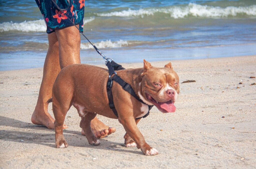 american bully brindle