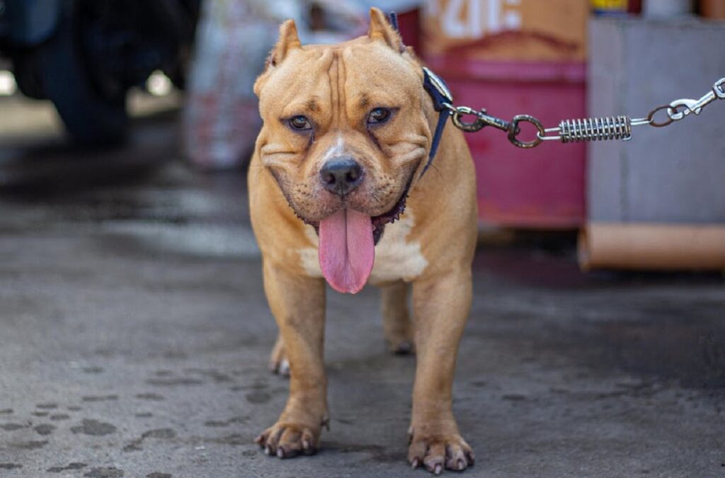 american bully dog breeds