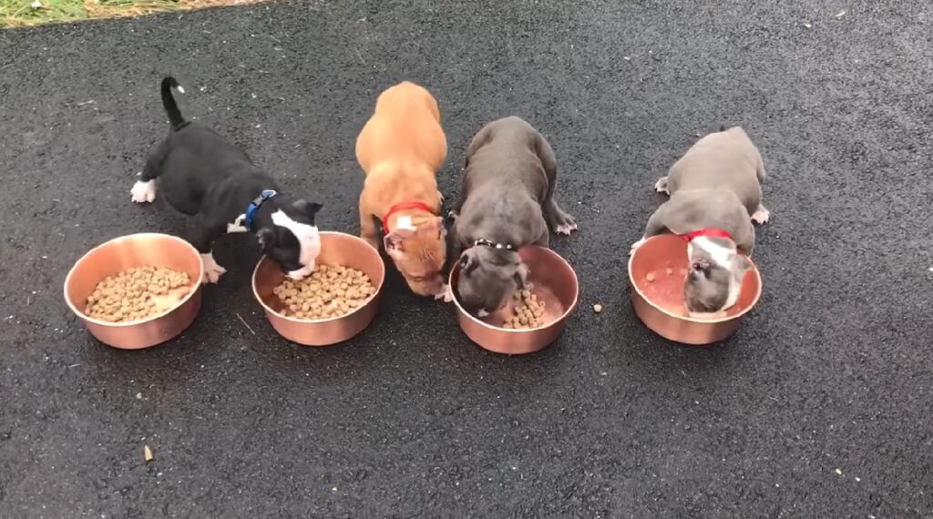 What to feed 2024 american bully puppy