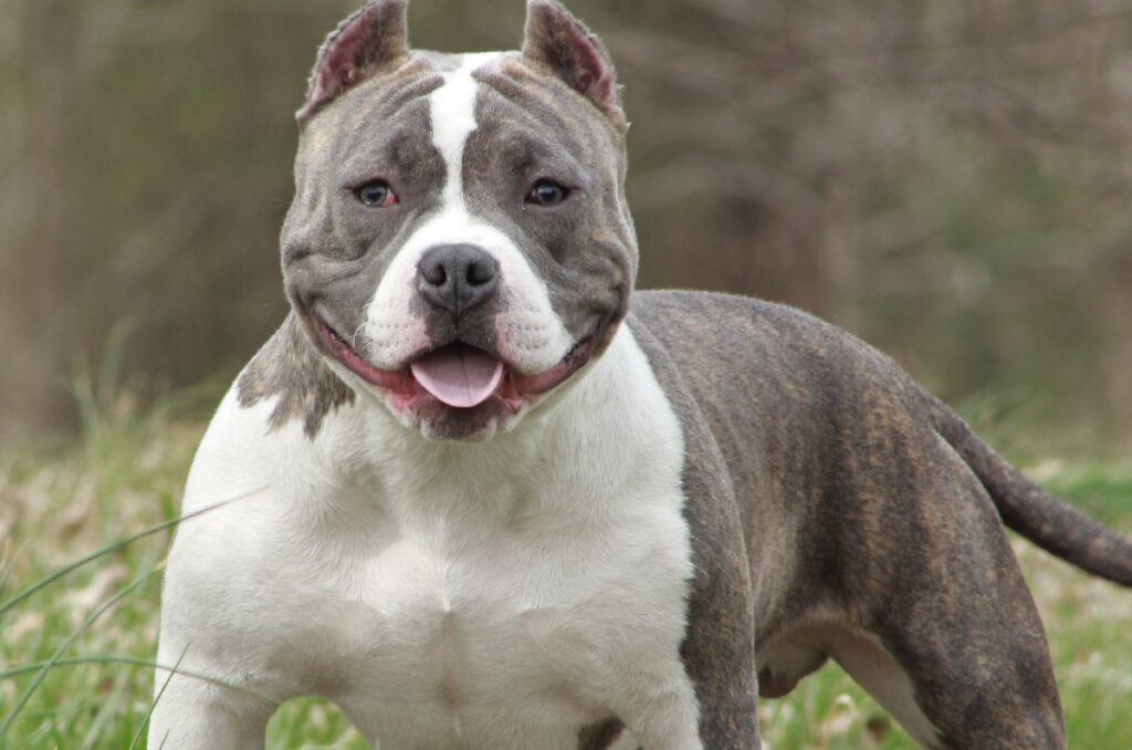 American Bully Dog Types