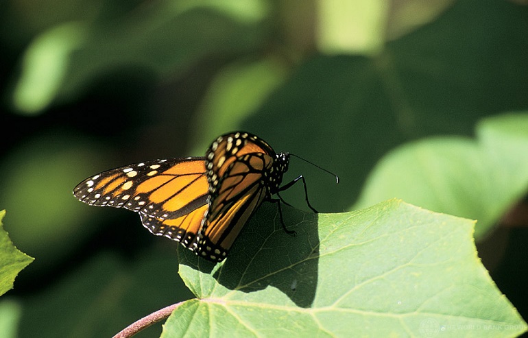 Butterflies – Beautiful, Breathtaking, And Bewitching