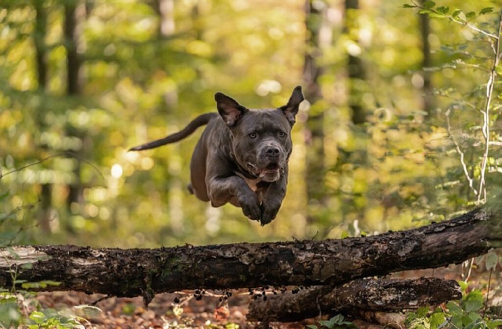 brindle american bully