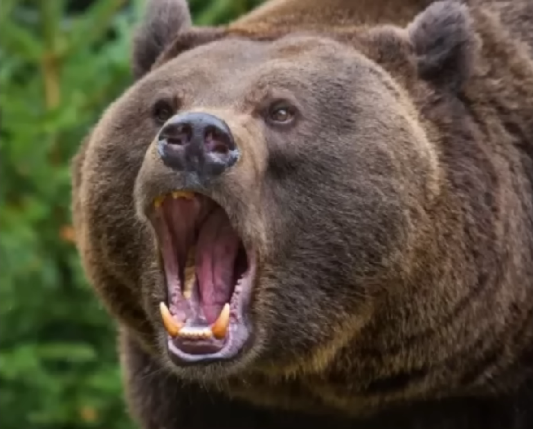 bear attacks human 