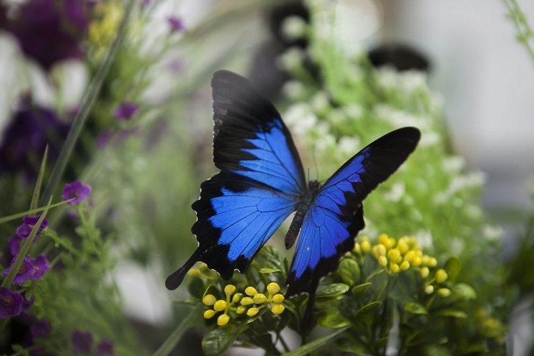 Butterflies – Beautiful, Breathtaking, And Bewitching