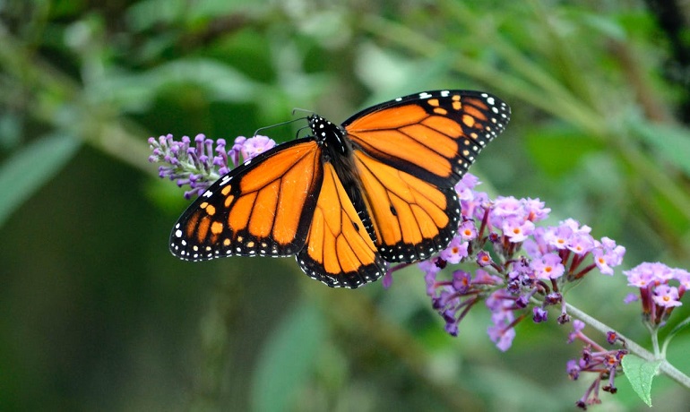 butterfly details
