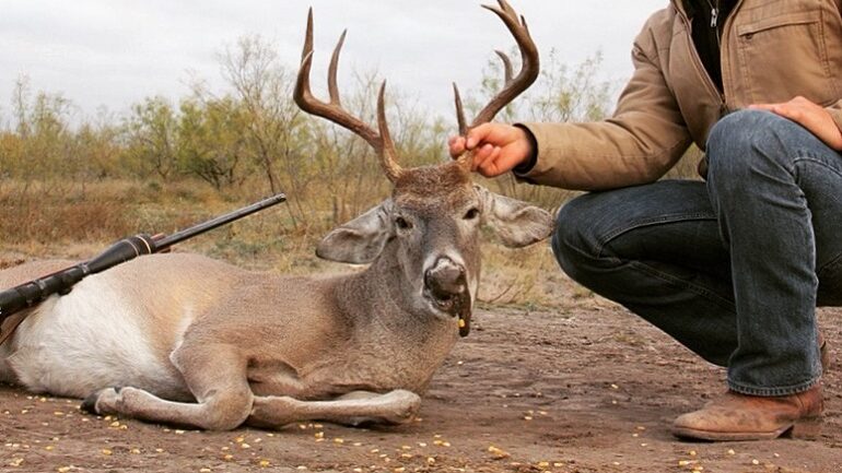 antlered bucks