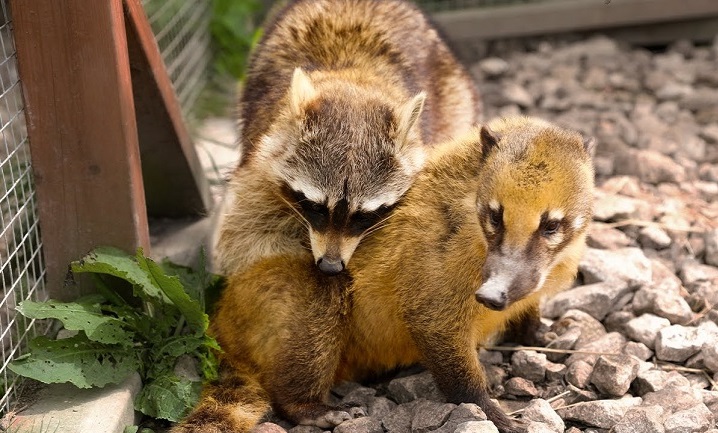 coati raccoon
