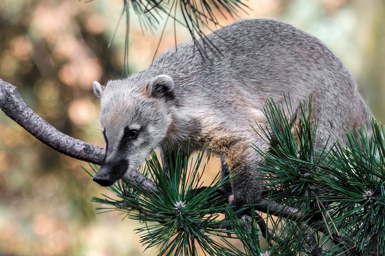 Chocolate Coatimundi